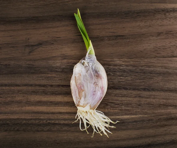 Garlic bulb sprout — Stock fotografie