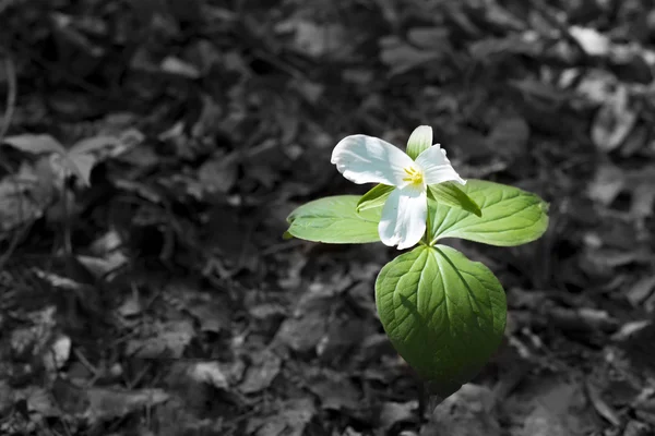 Trilhuim branco crescendo na natureza — Fotografia de Stock