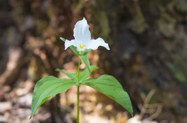 White trilluim growing in the wild — Stock Photo, Image