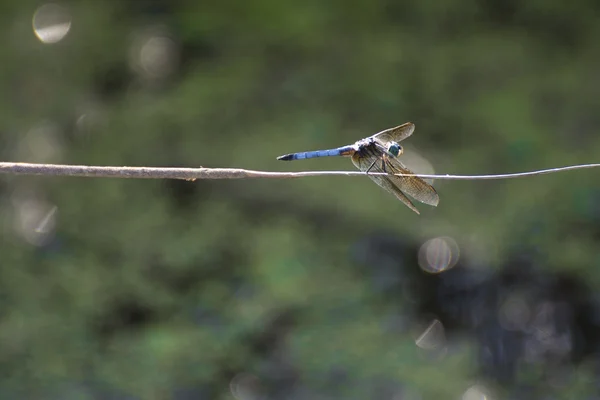 Vážka sedící na větvi — Stock fotografie