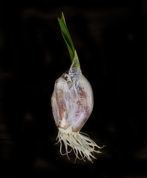 Garlic clove isolated on black — Stock Photo, Image