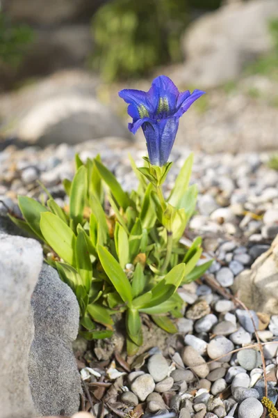 Genziana azzurra, fiore alpino — Foto Stock