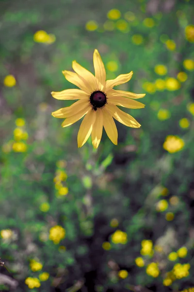 Žlutá wildflower — Stock fotografie