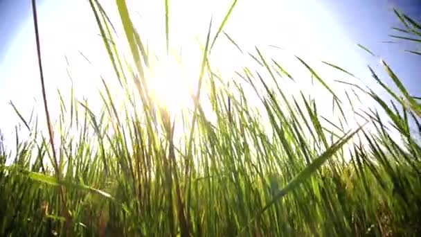 Grandes lâminas de grama se movendo no vento com luz solar na parte de trás — Vídeo de Stock