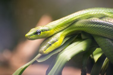 Kırmızı kuyruklu iki yeşil Ratsnakes