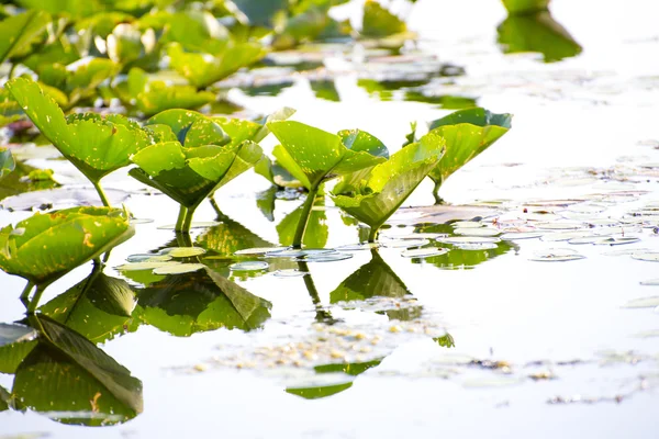 Lillypads en el agua Imágenes de stock libres de derechos