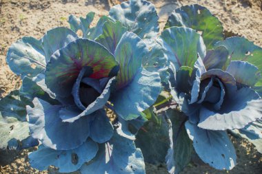 Sebze bahçesinde kırmızı lahana