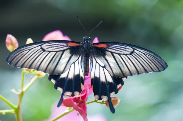 Grand papillon mormon femelle — Photo