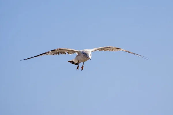 空の飛行のカモメ — ストック写真