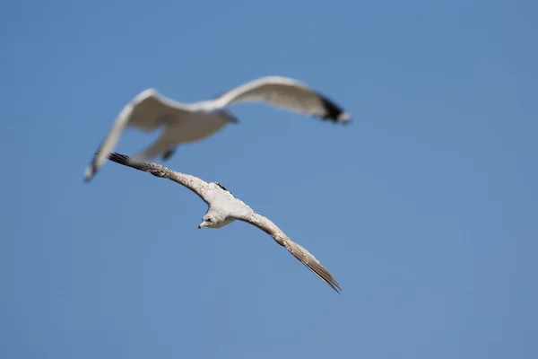 Gaivotas em voo sobre o céu azul — Fotografia de Stock