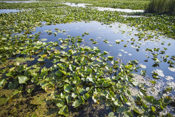 Área de pântano em Point Pelee National Park — Fotografia de Stock