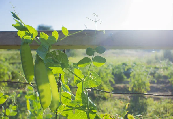 Erter som vokser på vegetabilsk hage – stockfoto
