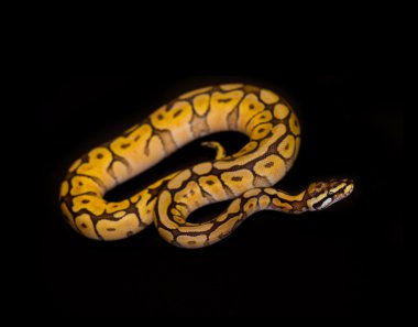 Topu siyah izole Python