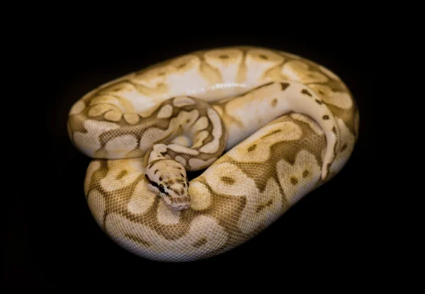 Bola Python isolado em preto — Fotografia de Stock