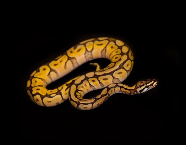 Bal Python geïsoleerd op zwart — Stockfoto