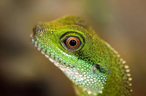 Olho de dragão de água verde — Fotografia de Stock