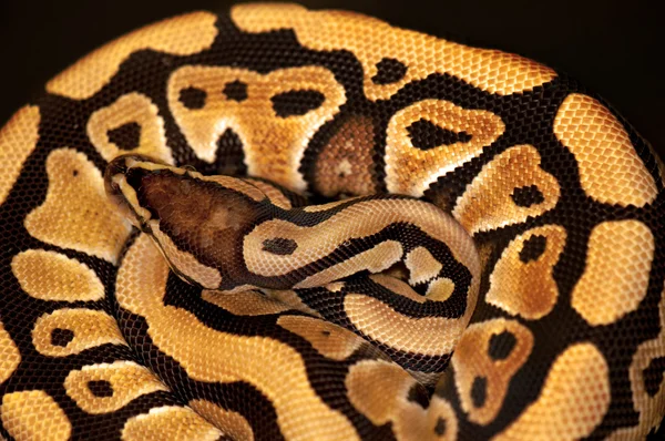 Bola Python isolado em preto — Fotografia de Stock
