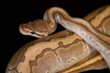 Top Python detay