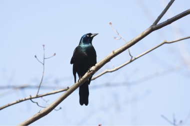 Ortak grackle kuş