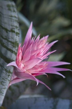 Gümüş vazo bromeliad