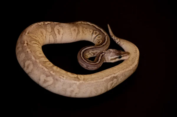 Ball Python részletek — Stock Fotó