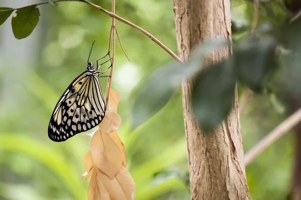 Mariposa de papel de arroz posada en el árbol — Foto de Stock