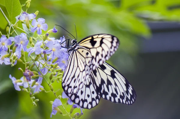 Nymph tree butterfly detail — Stock Photo, Image