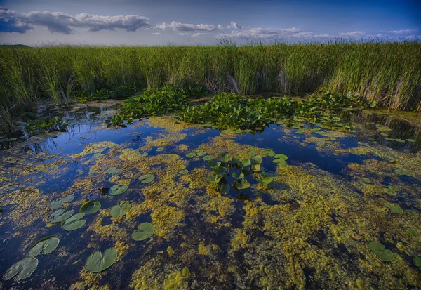 Zonas húmidas - Zona de conservação de Point Pelee — Fotografia de Stock