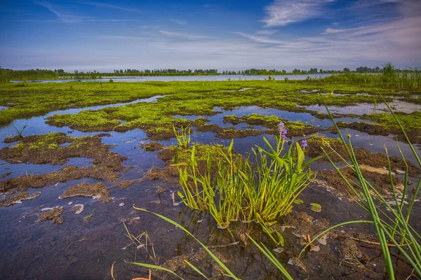 Région du marais dans le parc national de la Pointe-Pelée, Ontario, Canada — Photo