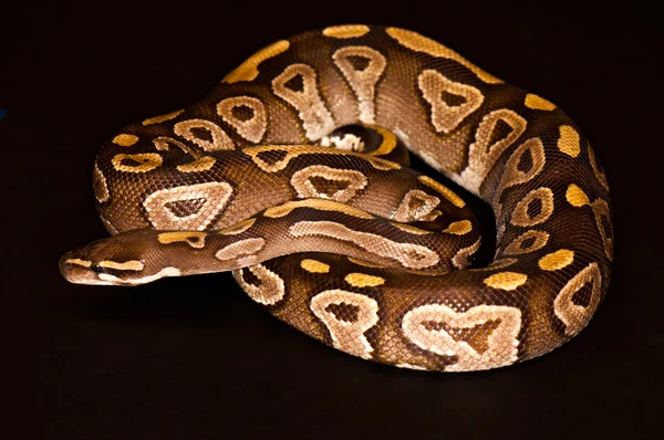 Ball python isolated — Stock Photo, Image