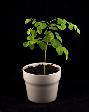 Moringa olifeira plant isolated clipart