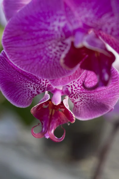 Růžová orchidej květina makro — Stock fotografie