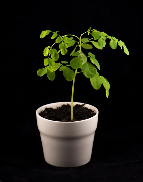 Moringa olifeira tanaman terisolasi — Stok Foto