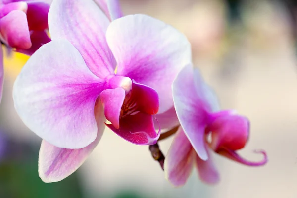 Krásná bílá a růžová orchidej — Stock fotografie