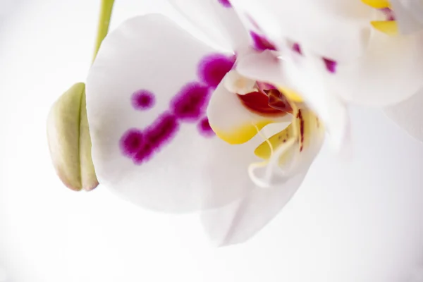 Abstraktní orchidej květina makro pozadí — Stock fotografie