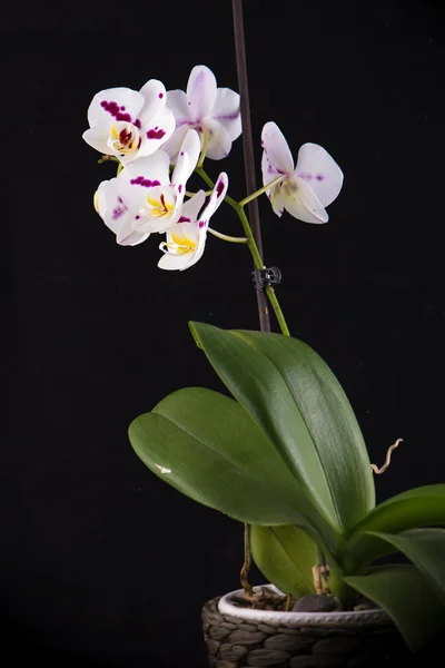 Izolované bílá orchidej — Stock fotografie