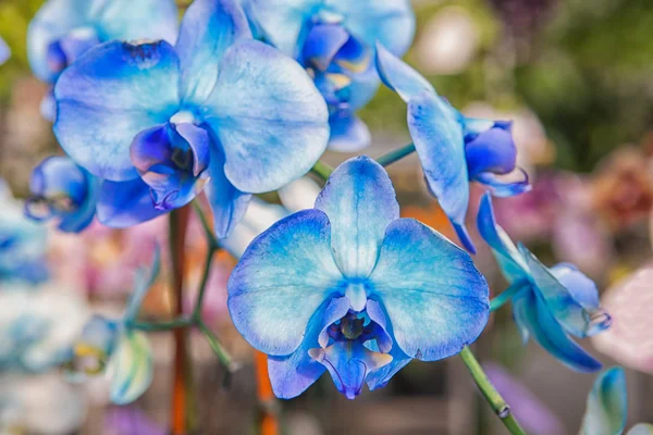 Beautiful blue orchid — Stock Photo, Image