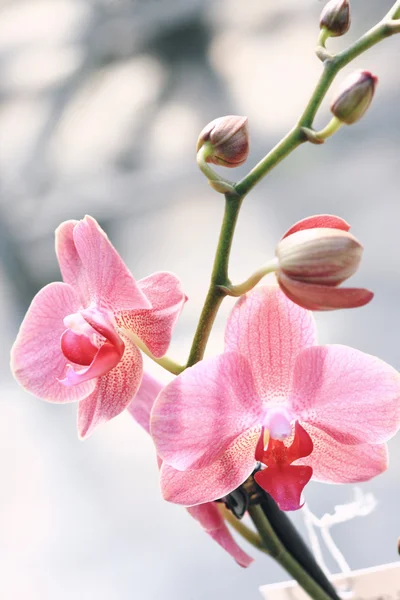 Elegante Orchidee Blume Hintergrund — Stockfoto