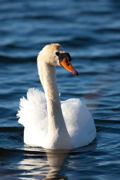 オンタリオ湖の白鳥をホワイト — ストック写真