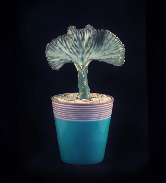 Hrnkové korálové kaktus - Eurphorbia Lactea Crest — Stock fotografie