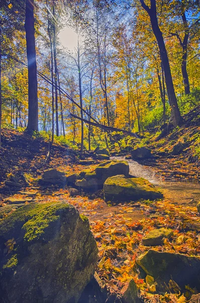 Mooie boszicht — Stockfoto