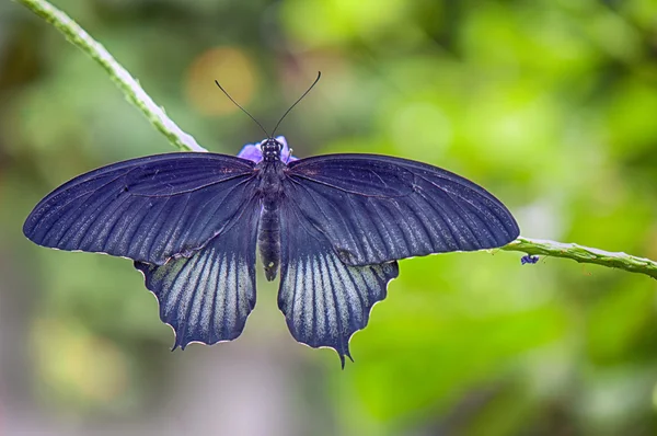 Mariposa rosa común —  Fotos de Stock