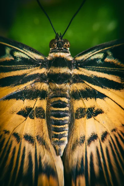 Tiger swallowtail πεταλούδα σε κοντινό πλάνο — Φωτογραφία Αρχείου