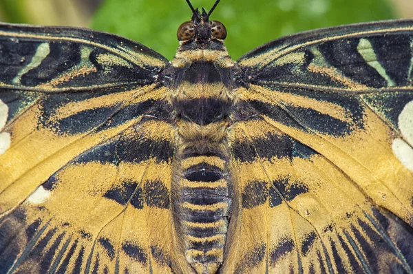 Ανατολική tiger swallowtail λεπτομέρεια πεταλούδα — Φωτογραφία Αρχείου