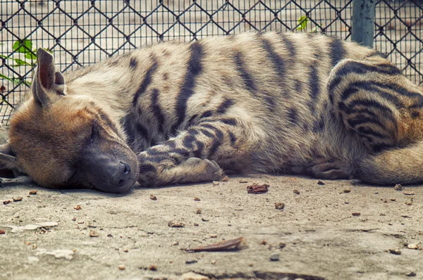 Sleeping hyena on zoo — Stock Photo, Image