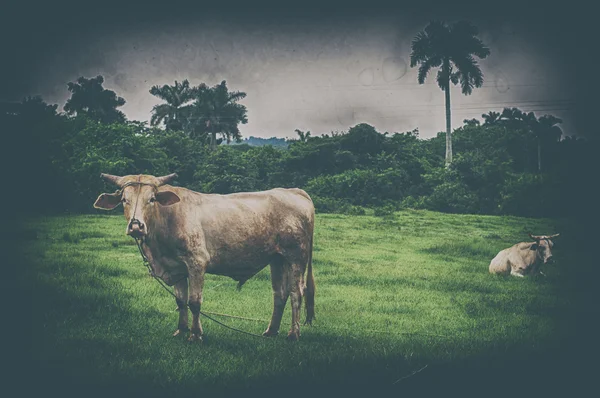 Cubaanse platteland landschap — Stockfoto