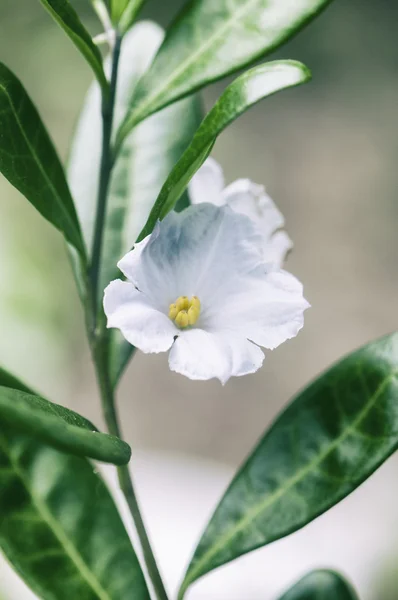 Bílý květ makro detail — Stock fotografie