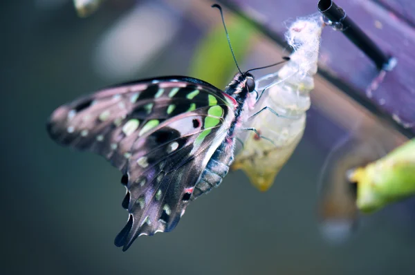 Tailed Jay Butterfly — Stock Photo, Image