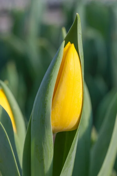 Bourgeon de tulipe jaune — Photo