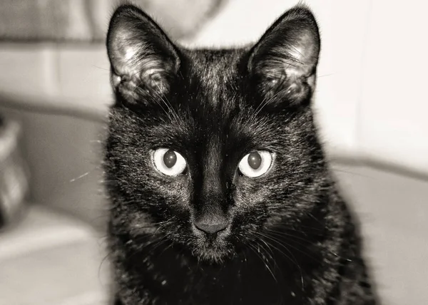 黒猫はクローズアップで撮影されています 彼はフレームの中をまっすぐ見ている 背景はとてもぼやけています — ストック写真